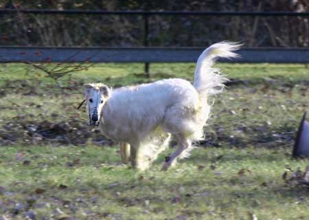 borzoi